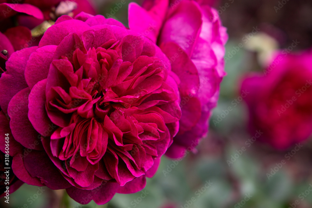 pink rose in the garden