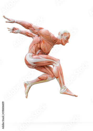 Fototapeta Naklejka Na Ścianę i Meble -  muscleman anatomy heroic body jumping in white background