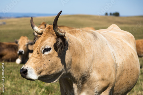Aubrac cow in a meadow near Nasbinals