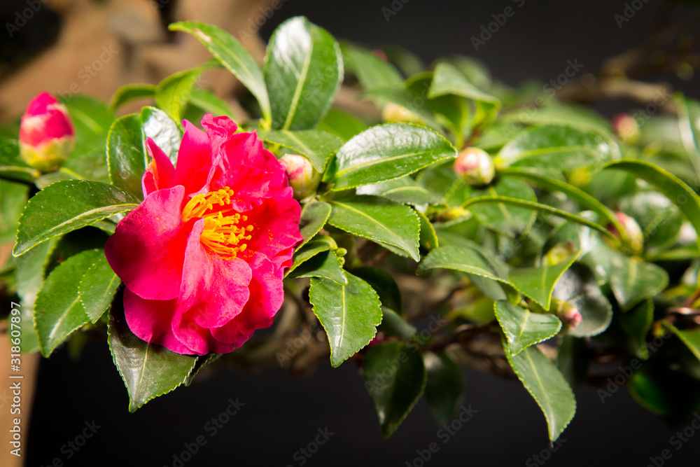 Obraz premium gardenia pink flowerdetail on black background