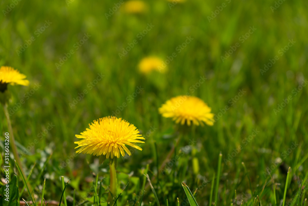 Yellow dandelions on a background of green grass. Flowers bloom in spring. Yellow dandelions on a background of green grass. Flowers bloom in spring.