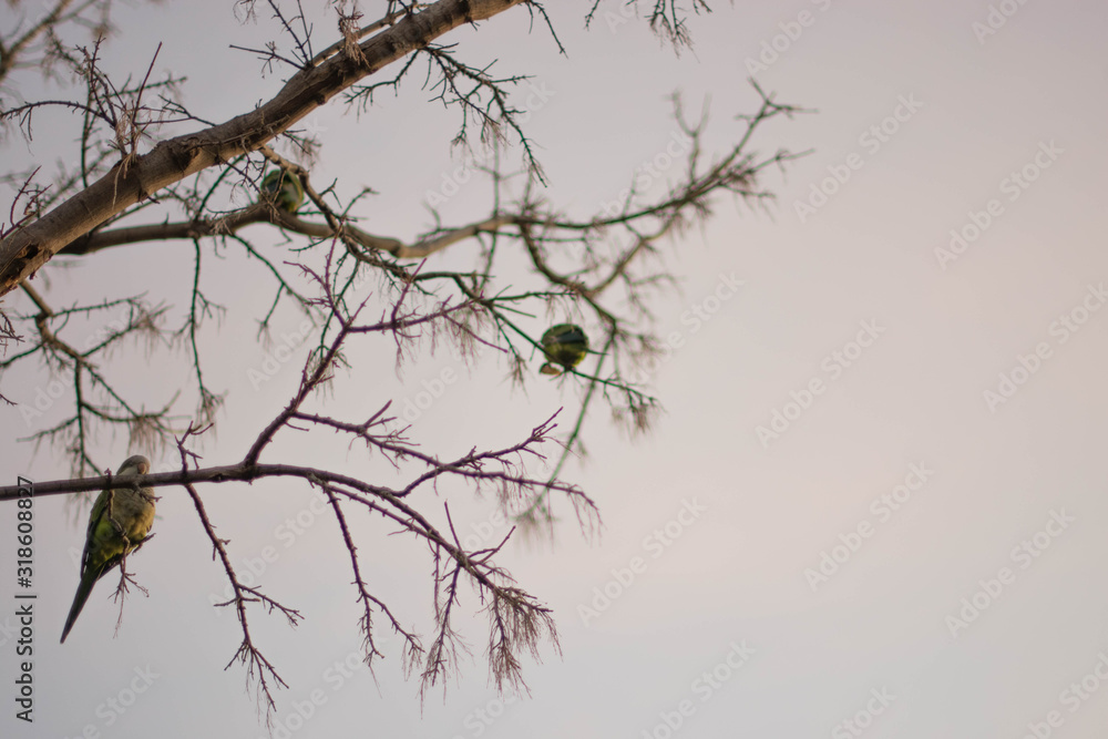 Fototapeta premium parrot on tree branch