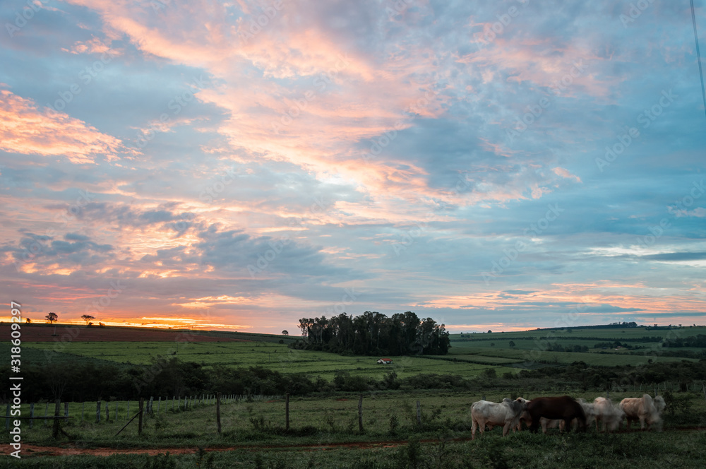 Rural scene with some cows eating grass with a sunset