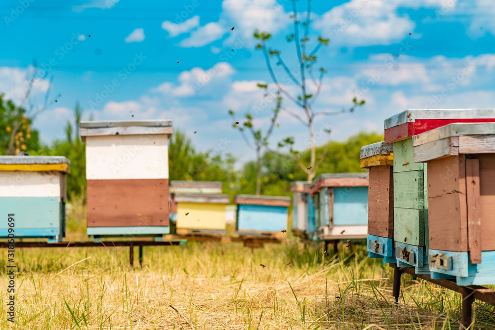 Hives in an apiary. Life of worker bees. Work bees in hive. Apiculture.