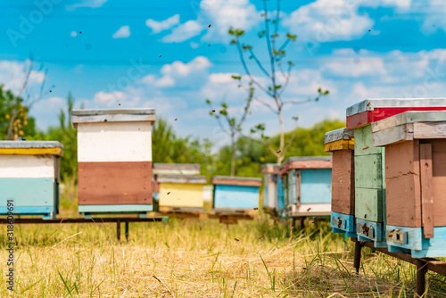 Hives in an apiary. Life of worker bees. Work bees in hive. Apiculture. © Vadim