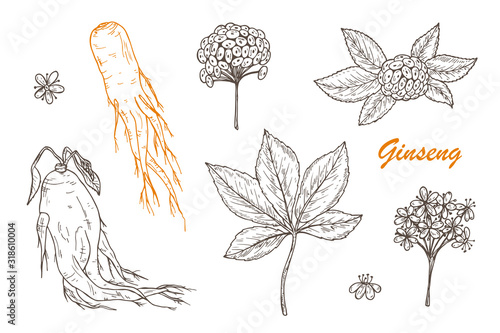 Medicinal plants Set. Root, Leaves, Berries and Flowers Panax Ginseng. Alternative medicine. Biological additives. Traditional herbal therapy. Vector illustration