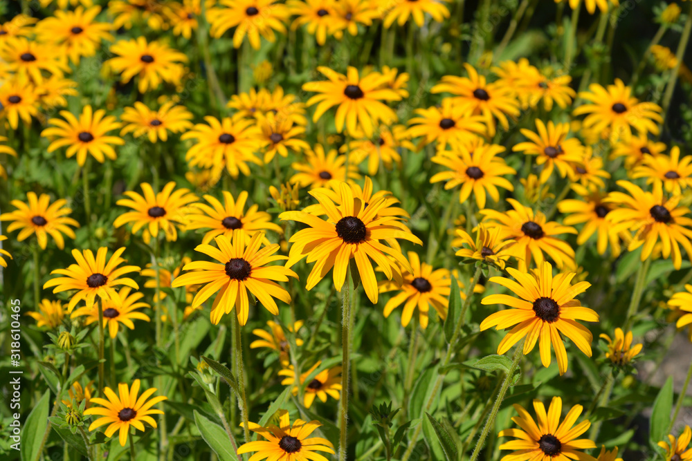 Deams coneflower Deams coneflower