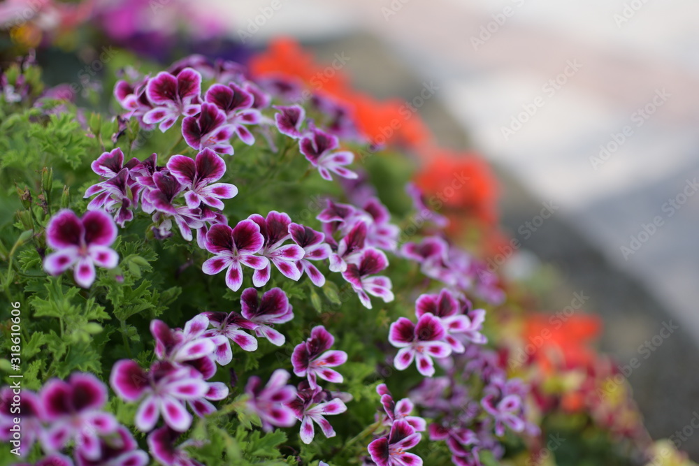 Obraz premium Blumen Italien2