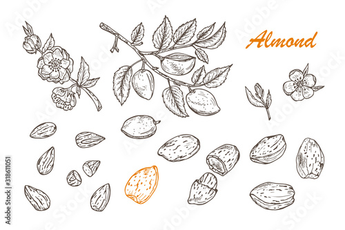 Hand drawn Almonds set: Branches with leaves and immature fruit. Blossoming almond. Nuts and kernels. Vector illustration.