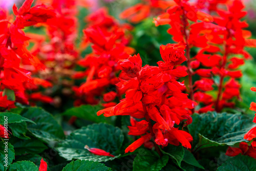 Fototapeta Naklejka Na Ścianę i Meble -  Red salvia flower growing in garden.