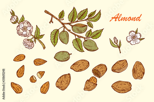 Hand drawn Almonds set: Branches with leaves and immature fruit. Blossoming almond. Nuts and kernels. Vector illustration.