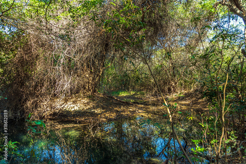 Trees in brazilian swamp in a sunny day