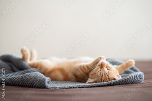 Fototapet Cute red kitten with classic marble pattern sleeps on the back on sofa