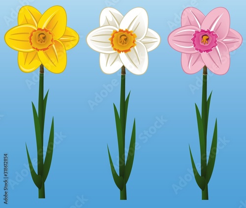 Set of beautiful colors of white, yellow and pink narcissus for postcards, posters.