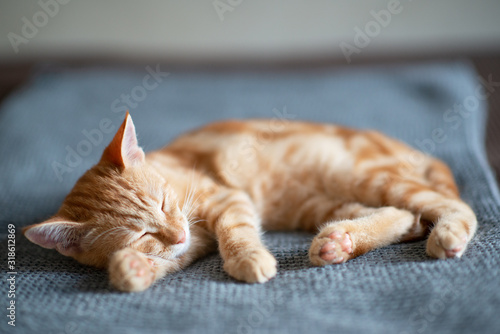 Fototapeta Naklejka Na Ścianę i Meble -  Cute red kitten with classic marble pattern sleeps on sofa. Adorable little pet. Cute child animal