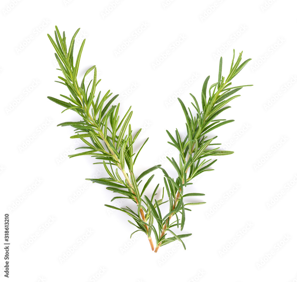 rosemary isolated on white rosemary isolated on white