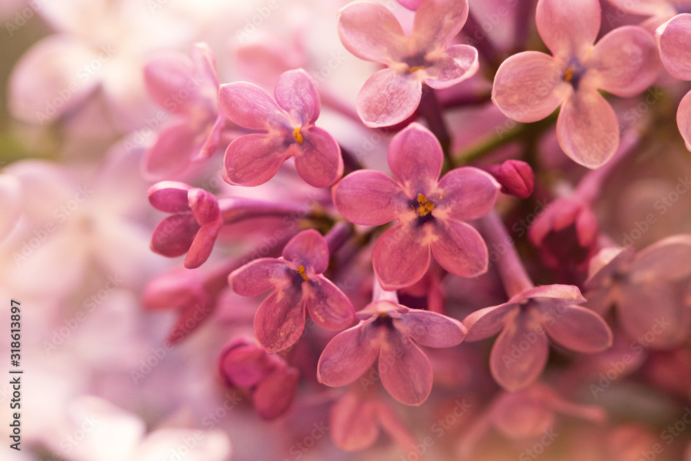 soft pink lilac flowers, suitable for floral background soft pink lilac flowers, suitable for floral background