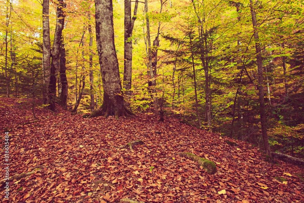 Fototapeta premium Piękny jesienny krajobraz