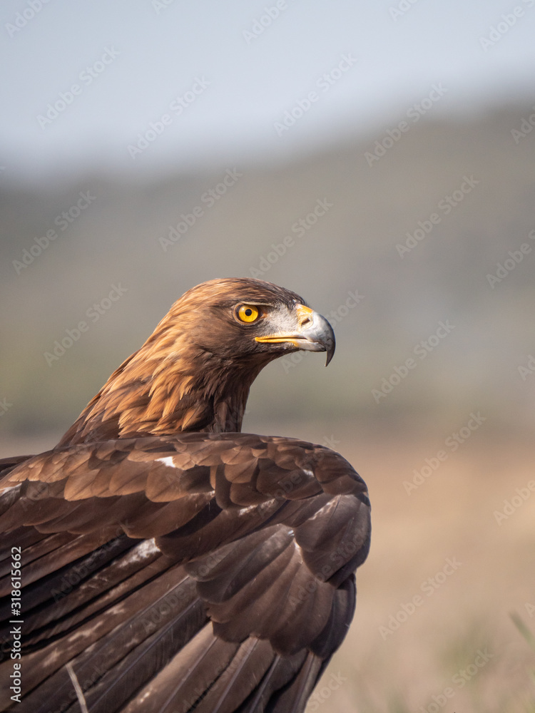 Obraz premium Eagle Portrait