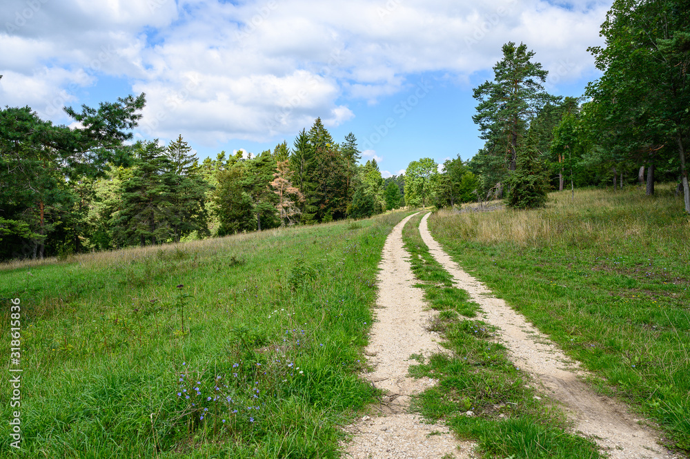 Waldweg der über eine Wiese einer Lichtung im Altmühltal  in die Ferne führt.