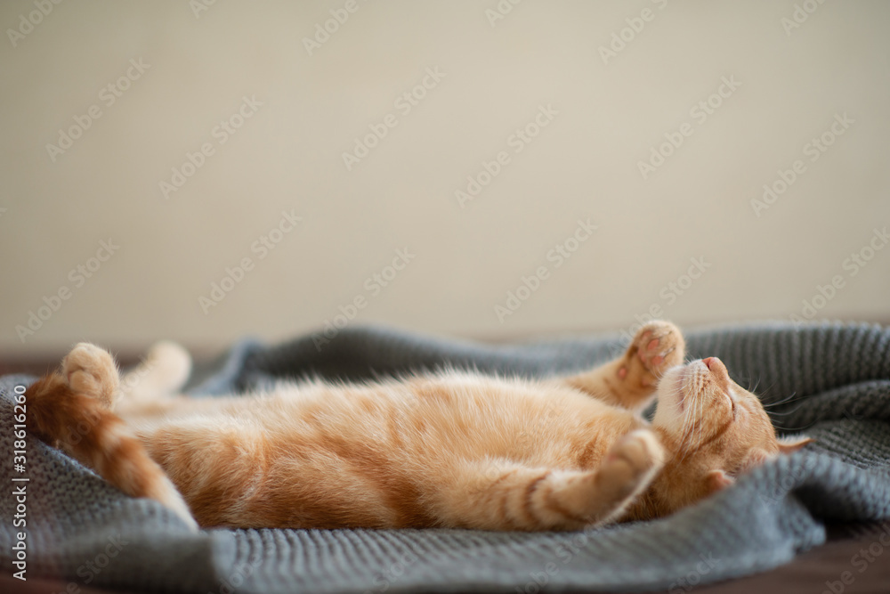Cute red kitten with classic marble pattern sleeps on the back on sofa. Adorable little pet. Cute child animal
