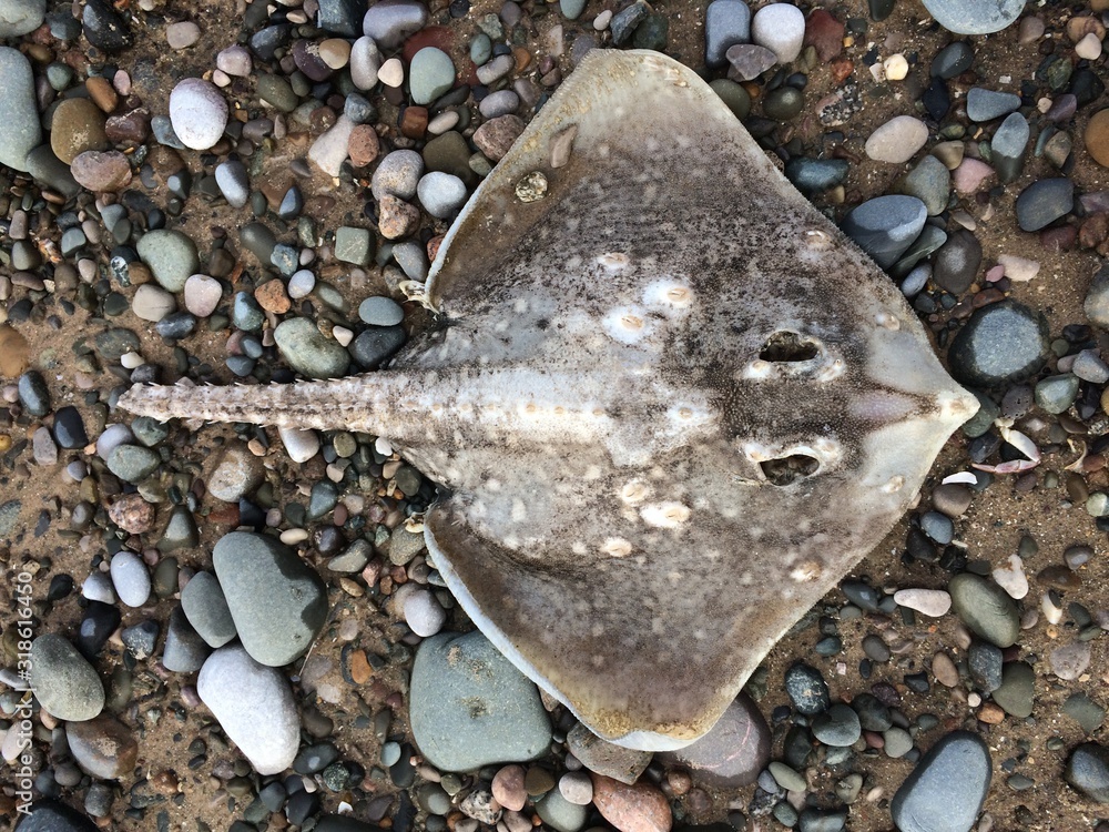 A dead washed up skate ray fish, manta ray on an overcast moody pebble beach setting. Pollution and natural disasters kills fish supplies. Fisherman catching sting rays. A dead washed up skate ray fish, manta ray on an overcast moody pebble beach setting. Pollution and natural disasters kills fish supplies. Fisherman catching sting rays.