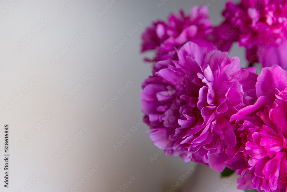 Pink peonies on a white background.