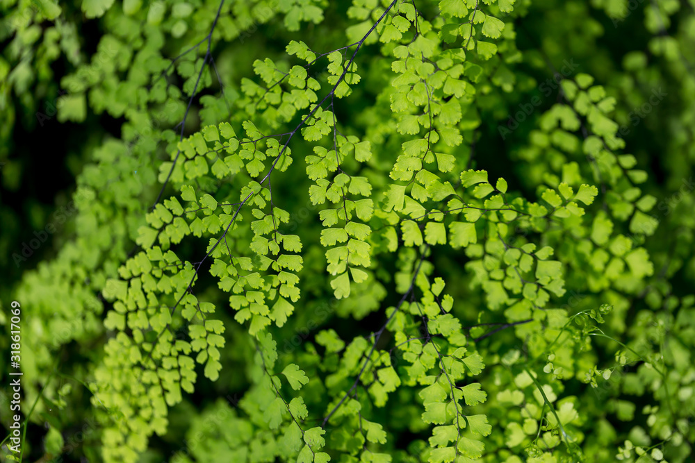 Green leaves in nature. Conceptualized as a background.