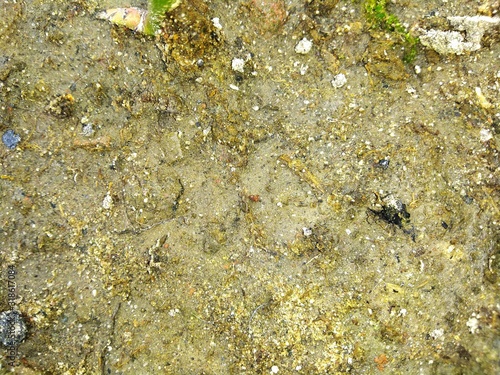 lichen on rock