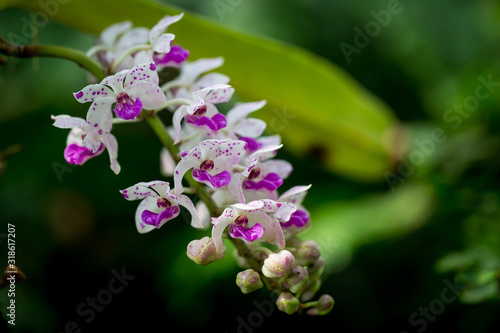 Orchid flowers that are colorful in nature.
