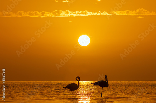 A group of flamingos stands in a lagoon against a background of golden sunset and bright big sun