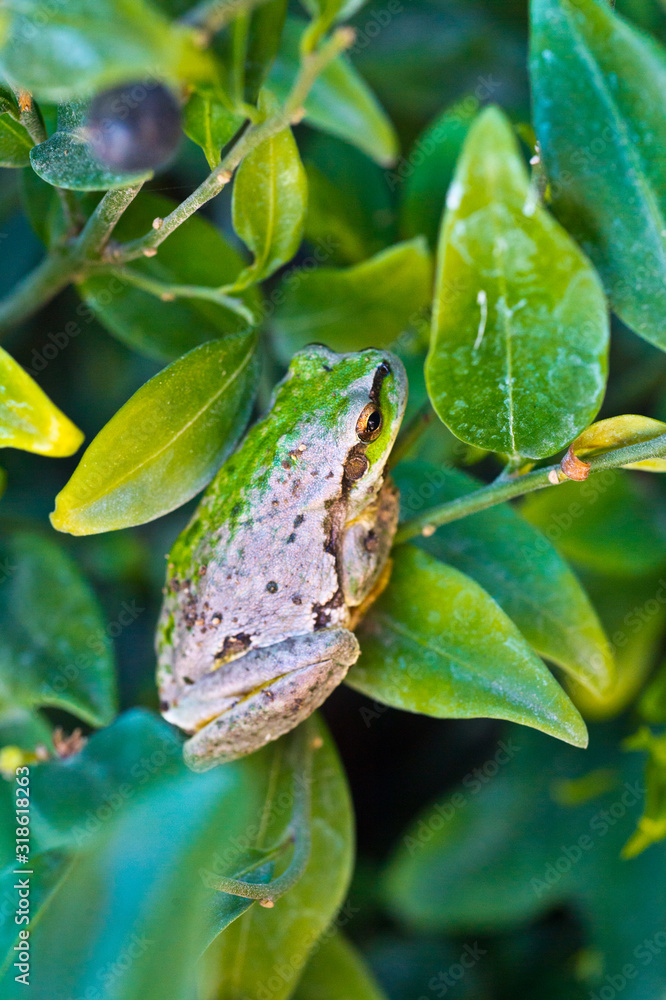 European green tree frog (Hyla arborea formerly Rana arborea) lurking for prey in natural environment. Tree frog in flowers in the garden.