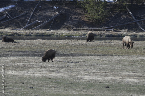Buffalo in yellowstone, wyoming, USA © Peter