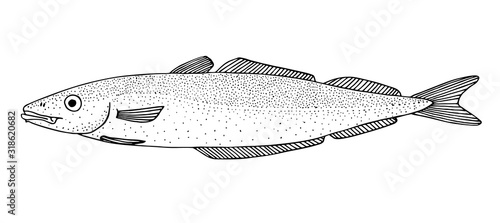 Saithe. Black hand drawn realistic outline vector image.