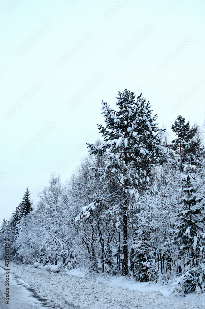 Fototapeta premium snow covered pine trees