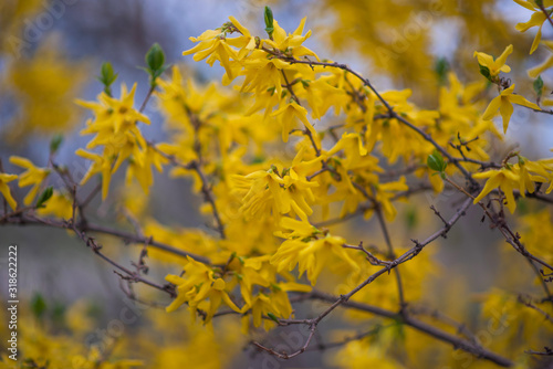 Yellow forsythia flowers. Yellow blossoms of forsythia bush. First blooming bush in spring.