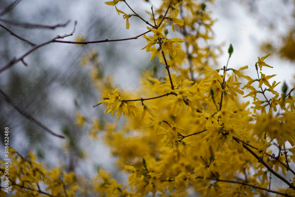 Yellow forsythia flowers. Yellow blossoms of forsythia bush. First blooming bush in spring. Yellow forsythia flowers. Yellow blossoms of forsythia bush. First blooming bush in spring.