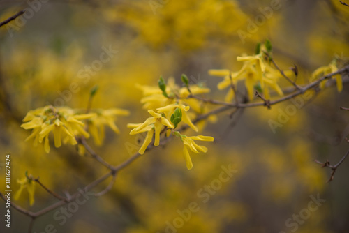 Yellow forsythia flowers. Yellow blossoms of forsythia bush. First blooming bush in spring.