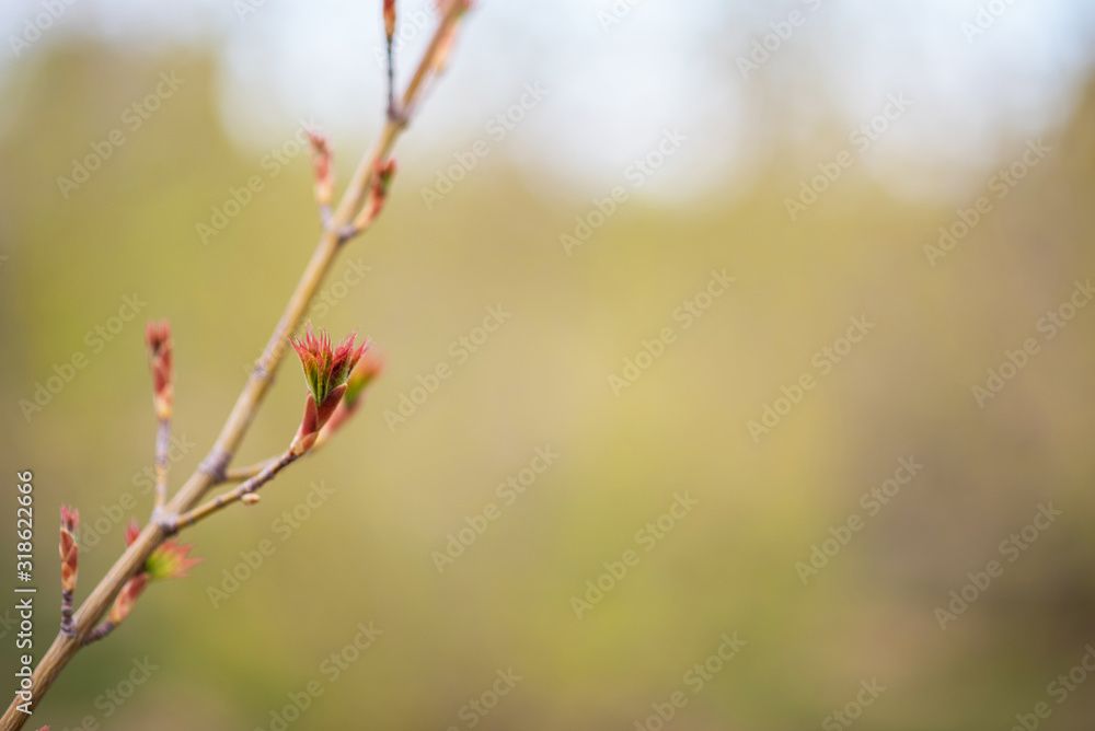 The first spring gentle leaves, buds and branches. Toned image spring tree branch on gentle soft background outdoors. Spring border template floral background. Free space for your text. The first spring gentle leaves, buds and branches. Toned image spring tree branch on gentle soft background outdoors. Spring border template floral background. Free space for your text.