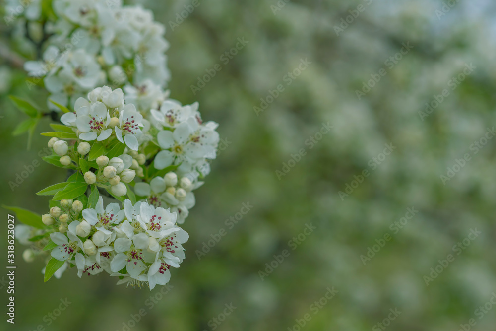 Spring background with blossom. Beautiful nature scene with blooming tree. Easter. Spring flowers. Beautiful orchard. Abstract blurred background. Spring background with blossom. Beautiful nature scene with blooming tree. Easter. Spring flowers. Beautiful orchard. Abstract blurred background.