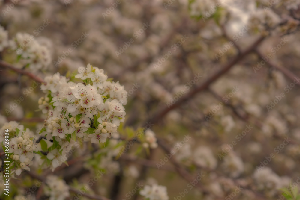 Obraz premium Spring background with blossom. Beautiful nature scene with blooming tree. Easter. Spring flowers. Beautiful orchard. Abstract blurred background.