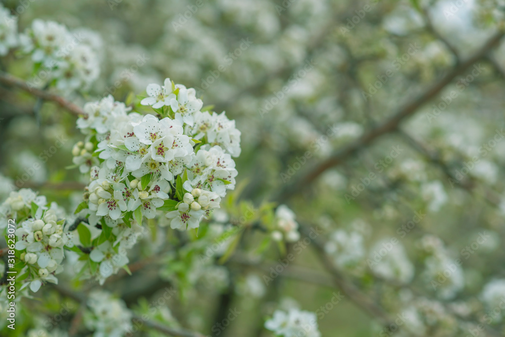 Spring background with blossom. Beautiful nature scene with blooming tree. Easter. Spring flowers. Beautiful orchard. Abstract blurred background.