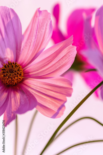 Decorative Pink Garden Flower Cosmos  Cosmos Bipinnatus  Cosmea Bipinnata  Bidens Formosa. Mexican Aster. Close-up.