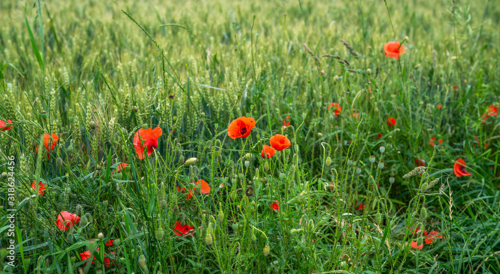 Wheat field and countryside scenery. Сultivated fields landscape in rural France. Spring red poppy in wheat field.