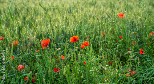 Wheat field and countryside scenery. Сultivated fields landscape in rural France. Spring red poppy in wheat field.