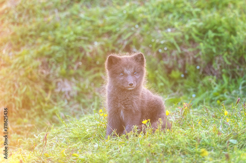 Arctic fox cub or Vulpes lagopus in natural habitat  cute wild animal baby Iceland