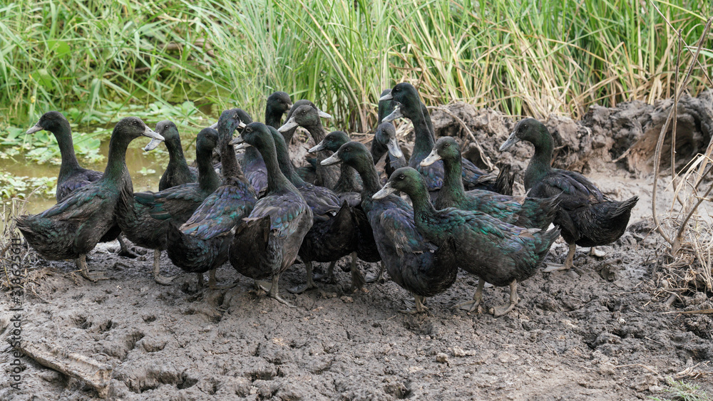 Obraz premium Black Ducks 