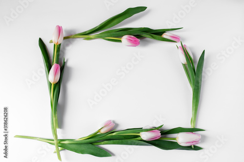 Fototapeta Naklejka Na Ścianę i Meble -  Pink tulip frame copy space