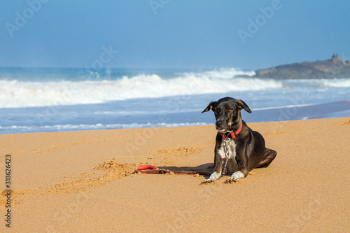 Dog on the beach near the ocean