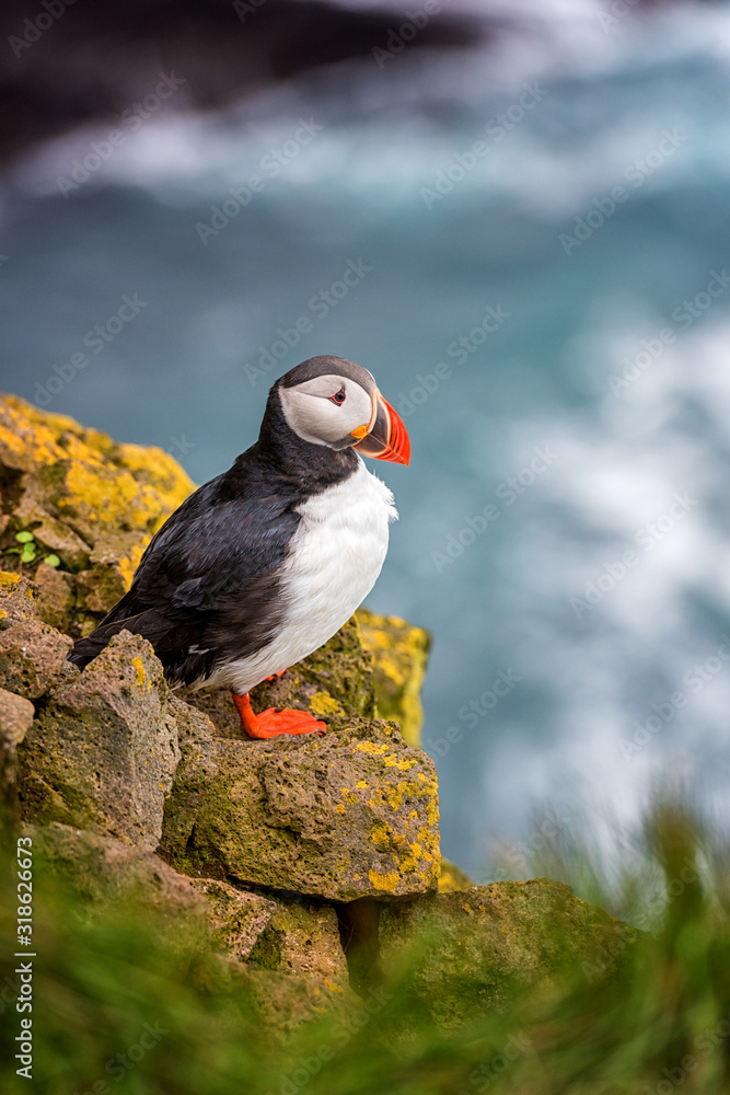 Fototapeta premium Atlantic puffin single bird on the stone against the ocean background, animals in the wild, vertical image